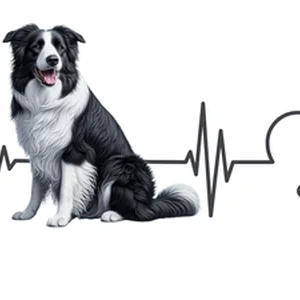 Border Collie Premium Dog Sticker